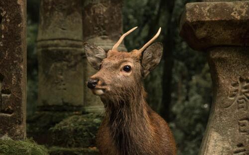 創業(yè)者對(duì)“戰略與品牌”的(de)耽迷