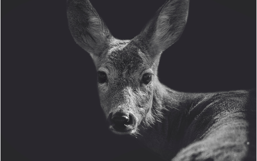 人(rén)性是(shì)一(yī)切存在者存在的(de)基礎，也(yě)是(shì)品牌營銷的(de)基礎